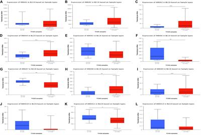 Analysis of the Expression and Prognostic Value of Annexin Family Proteins in Bladder Cancer